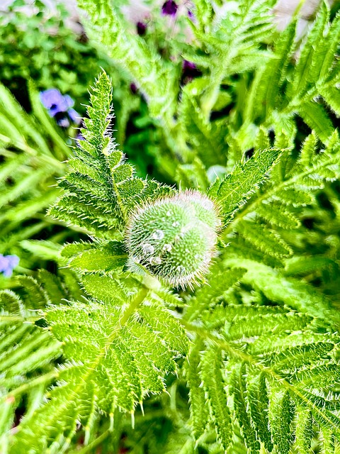 Macro, Folha De Samambaia, Verde