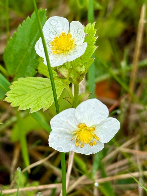 Forår, Natur, Blomst, Flora, Plante
