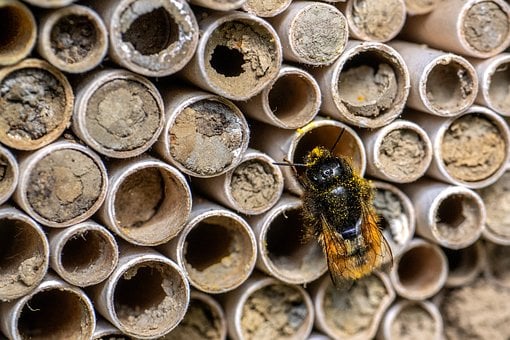 Free Bee Wild Bee photo and picture