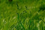 Random: grass, green, nature, meadow, grow, plant, flower background, wild, natural environment, root, beautiful flowers, spring, rural, landscape, field, summer, maize, flower wallpaper, flower, soil, sun, perennial, ecosystem, blooming