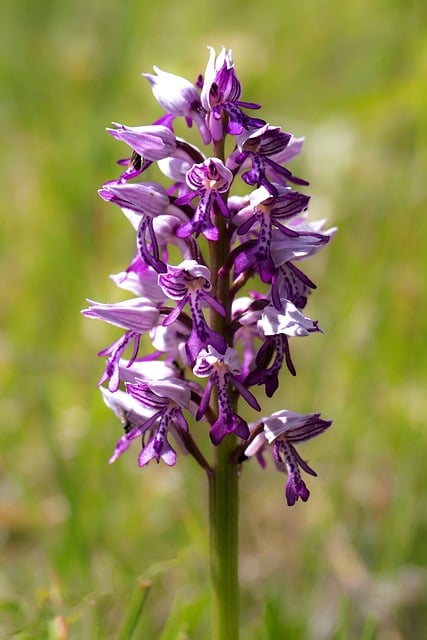 Free Orchid Helmet Orchid photo and picture
