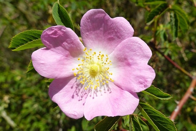 Rose, Rosa Blomst, Natur, Detalje, Blad