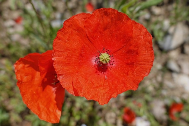 Valmue, Rød, Blomst, Natur, Valmuefelt