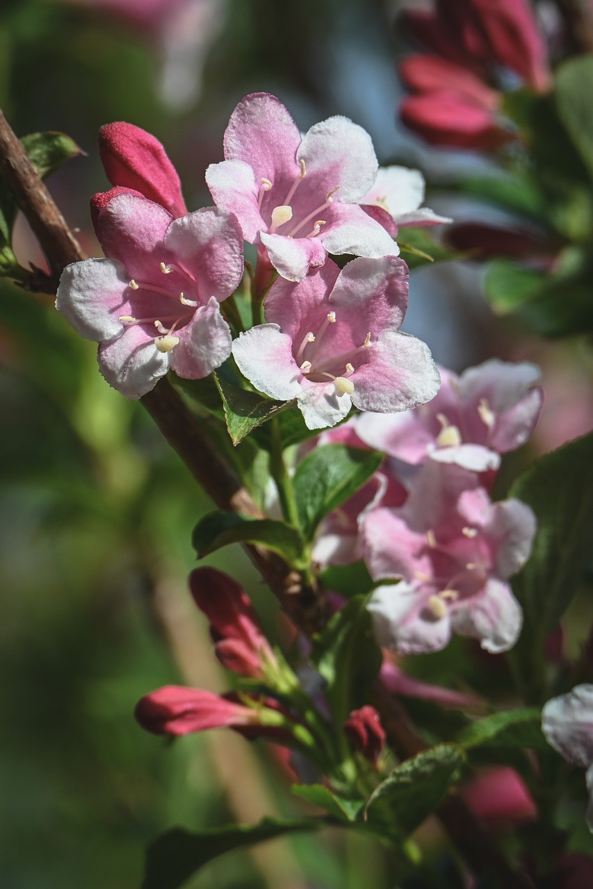 Pink Flowers Spring Blossoms - Free photo on Pixabay