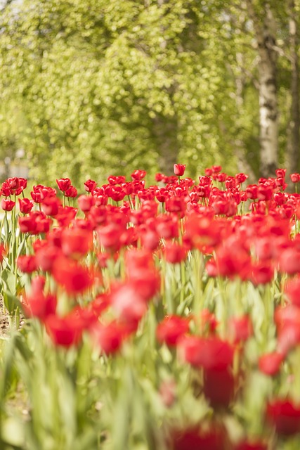 Flores, Tulipas Vermelhas, Primavera