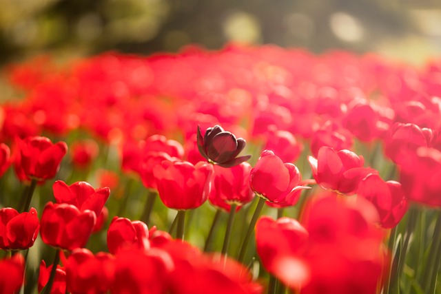 Tulipa, Vermelho, Flores, Campo