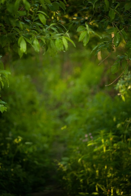 Natureza, Verde, Floresta, Folhagem