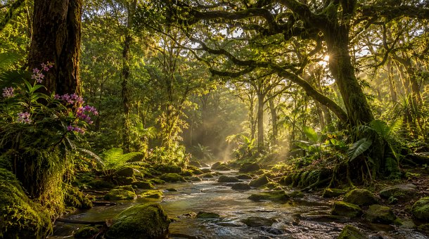 Free Jungle Stream illustration and picture