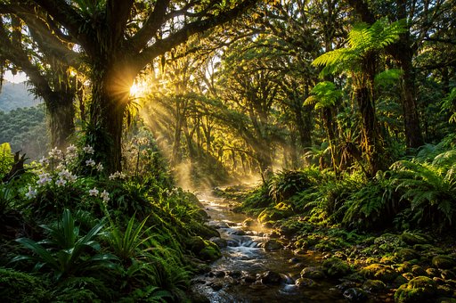Free Jungle Rainforest illustration and picture