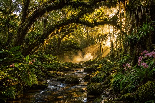 Free Jungle Stream illustration and picture