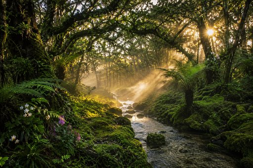 Free Forest Sunlight illustration and picture