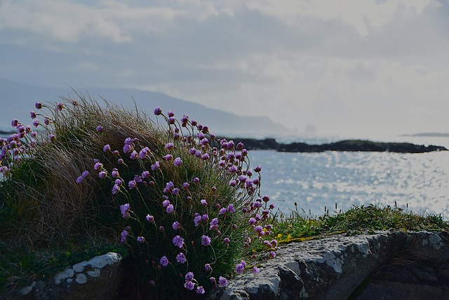 Free Sea Thrift Sea photo and picture