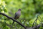 Random: dove, bird, forest, branch, spring, leaves, nature, feathers, birdwatching, green, wild, natural habitat, ecology, peaceful, wilderness, green background, lonely bird, serene environment, freedom