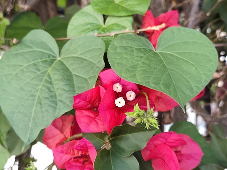 Buganvília, Cor Rosa, Folhas