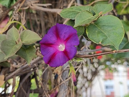 Flor, Videira, Folhas, Natureza, Jardim
