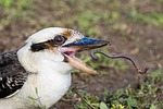 Random: kookaburra, bird, nature, wildlife, australia, earth, earthworm, beak, kingfisher, feeding, animal, catch, food, foraging, tooth, smile, hunting, digest, latch, appearance