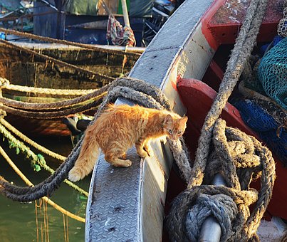 Free Cat Boat photo and picture