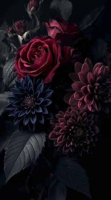Free rose blooming flower illustration