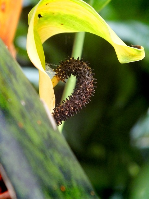 Free Nature Leaf photo and picture