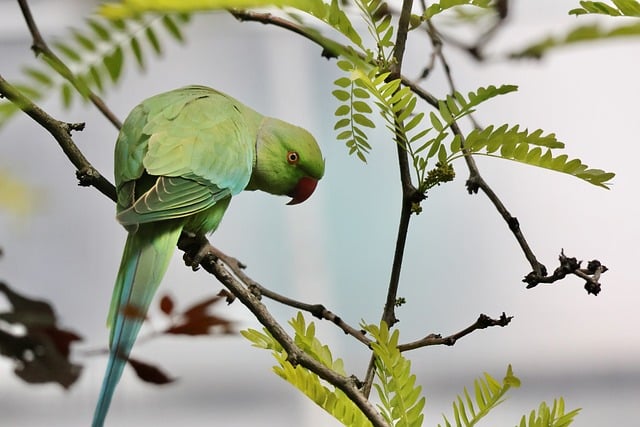 Free Rose-Ringed Parakeet Parrot photo and picture