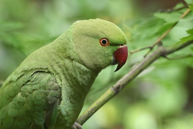 Free Parrot Rose-Ringed Parakeet photo and picture
