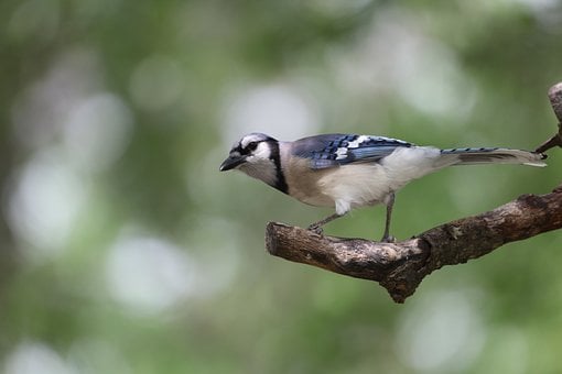 Blåskade, Fugl, Fjer, Natur, Dyreliv