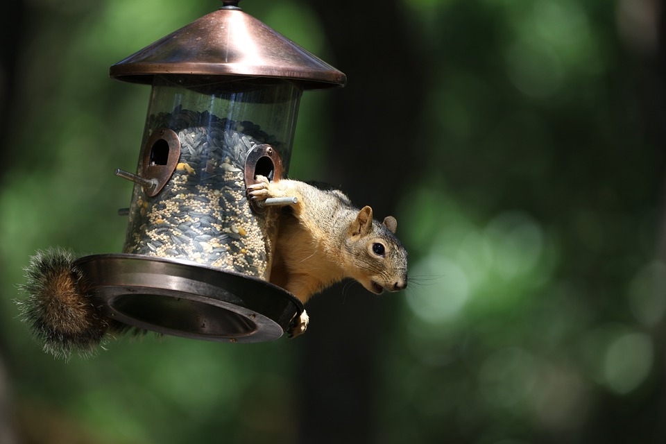 Squirrel Bird Feeder Backyard - Free photo on Pixabay