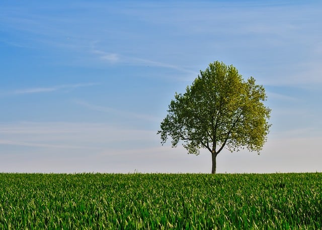 Free Lonely Tree Nature photo and picture