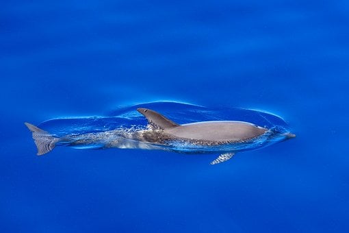 Delfin, Ozean, Atlantik, Wasser, Natur