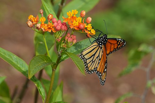 Schmetterling, Natur, Makro