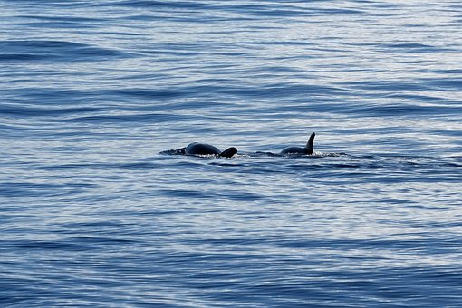 Delfin, Meer, Ozean, Flosse, Küste