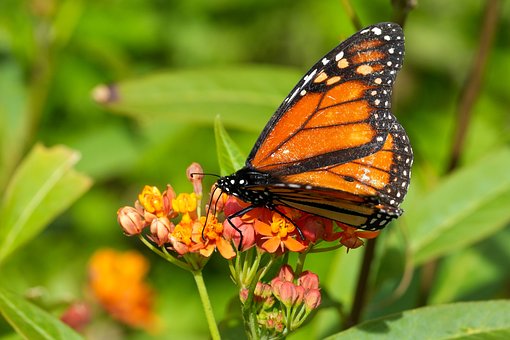 Schmetterling, Monarch, Insekt