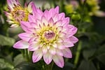Random: dahlia, pink, flower wallpaper, flower, garden, nature, green, beautiful flowers, summer, macro, beautiful, flower background, petal, bright, center, decorative, natural, fresh, leaf, botany, soft focus, diversity, vibrant