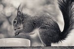Random: squirrel, blurred background, black and white photo, animal, tail, one animal, wild, eating, cute, outdoors, thoughtful, animal portrait, zoo, curious, enjoyment, nourishment, forest, mammal, glow