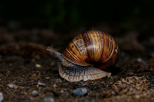 Slak, Natuur, Dier, Wildlife