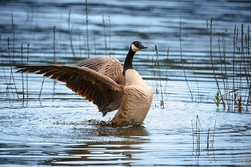 Free Goose Canada Goose photo and picture