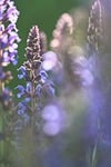 Random: lavender, flowers, nature, garden, purple, macro, bokeh, summer, outdoor, sunshine, artistic photography, plants, soft light, detail, natural, pastel colors, close-up, harmony, fresh, blur, environment