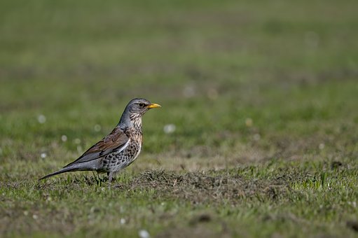 Lijster, Natuur, Vogel