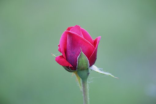 Роза, Цветок, Природа, Макро, Бутон Розы