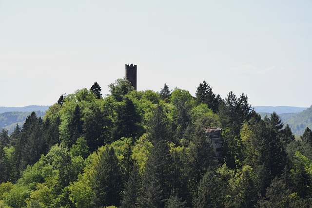 Free Castle Forest photo and picture