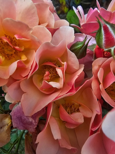 Free Rose Flowers photo and picture