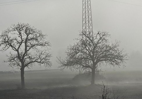Free Trees Fog photo and picture