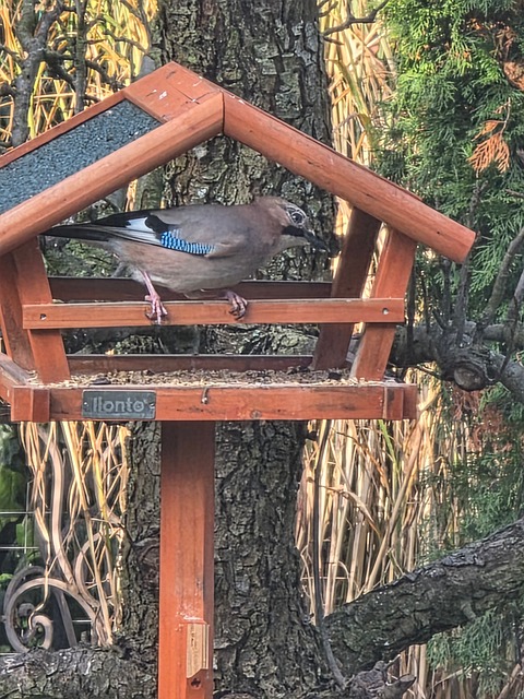 Free Jay Birdhouse photo and picture