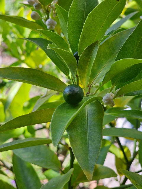 Free Lemon Tree Leaves photo and picture