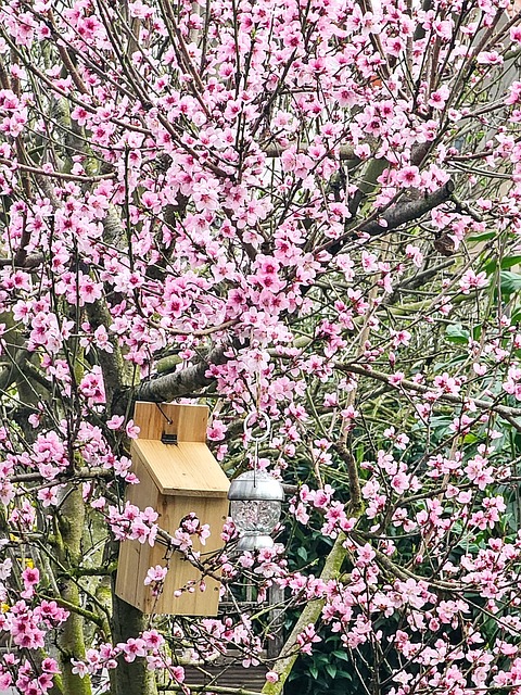 Free Tree Blossoms photo and picture