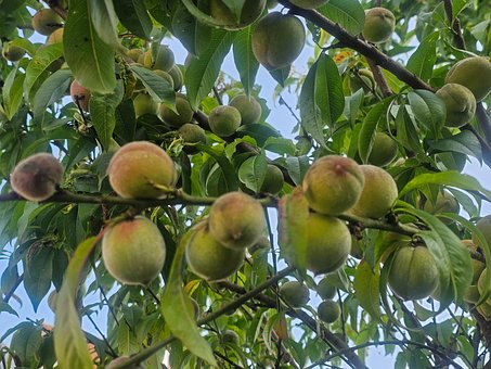 Free Peaches Fruit photo and picture