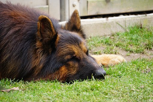 Free Dog Resting photo and picture