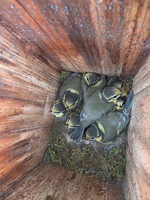 Free Bird Chicks Bird Nest photo and picture