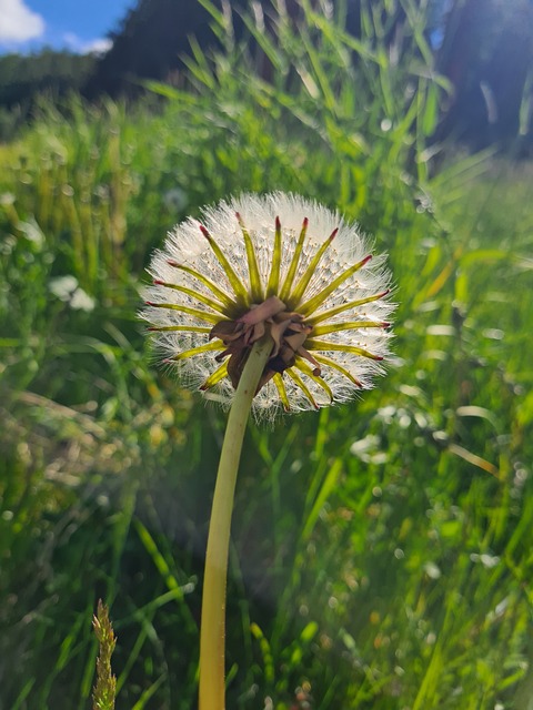 Mælkebøtte, Sommer, Eng, Græs, Natur
