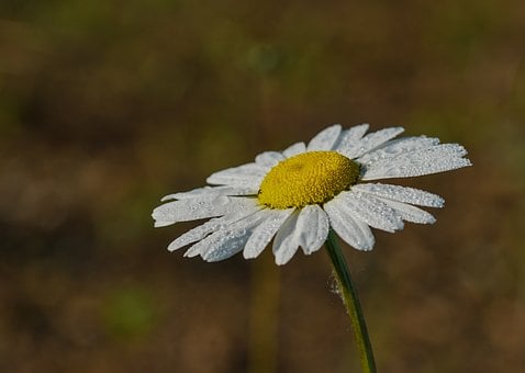 Margriet, Natuur, Bloem Achtergrond